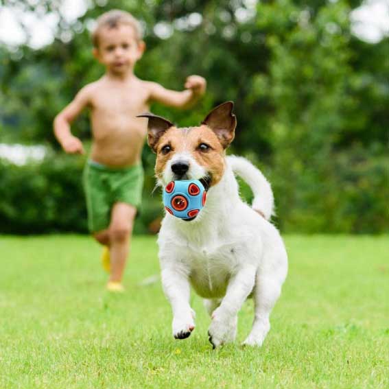 Dog Toy Ball Dog Ball Made of Natural Rubber, Squeaky Dog Snack Ball, Dog Ball with Dental Care Function